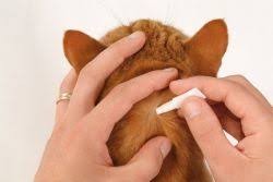 BIOCANINA FIPROCAT COMBO CHATS & FURETS 3 PIPETTES 0,50 ML – Image 2